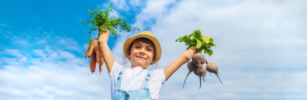 A child with a bunch of beets in the garden. Selective focus. nature.