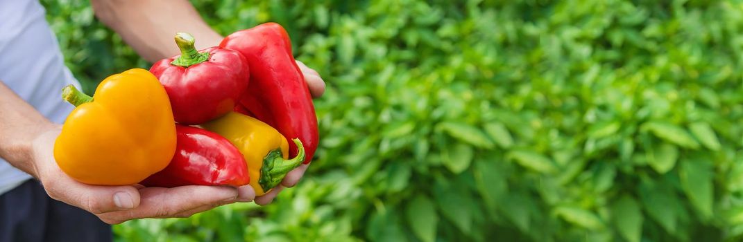 Man farmer with sweet pepper in his hands. Selective focus. nature.