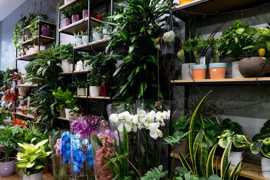 gardener's shop with exotic flower plants