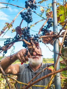 old bearded man harvesiting for wine production