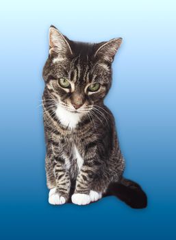 Beautiful female tabby cat, lovely adorable pet, studio portrait