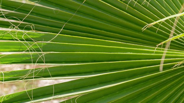 Palm branch in the form of a fan, green background tecture. High quality photo