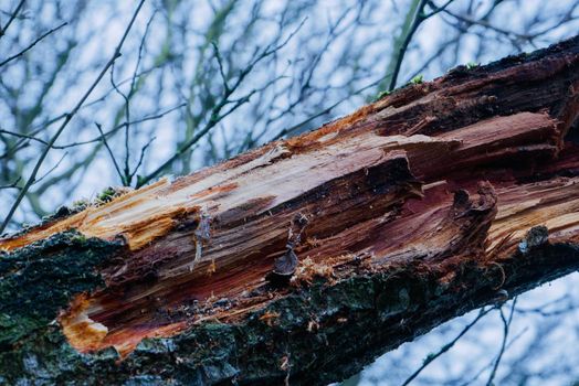 Fragment of a tree with damaged bark. Damaged and decaying tree. High quality photo