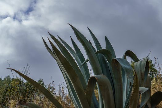 pita ,agave ,Agave americana , in natural state in the background a cloudy sky