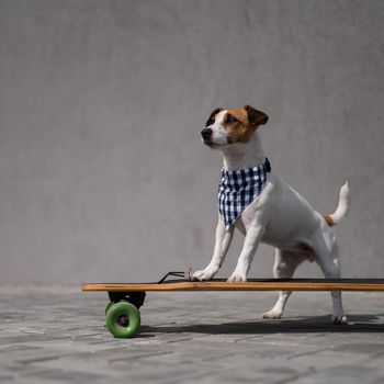 Jack Russell Terrier dog wearing in a plaid bandana rides a longboard