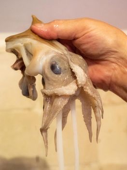 cleaning a raw adriatic cuttlefish at home in Numana, Marche, Italy