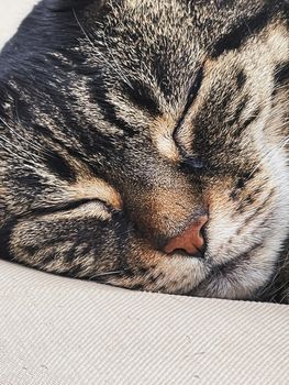 Beautiful female tabby cat at home, adorable domestic pet portrait, close-up