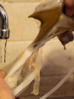 cleaning a raw adriatic cuttlefish at home in Numana, Marche, Italy