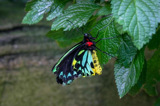 Colourful male Cairns Birdwing butterfly, Australia's largest endemic butterfly species, perched on a green leaf