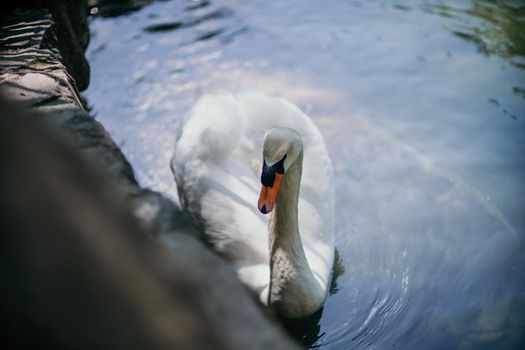 swan on blue lake water in sunny day, swans on pond, nature series