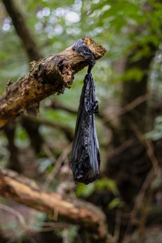 Discarded black dog poo bag, left hanging on a tree branch on Wimbledon Common, London