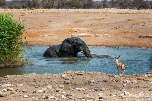 African Elephant relaxing in a waterhole in Etosha National Park in Namibia