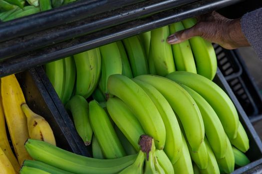 Close up of green bananas, musa x paradisiaca, on a farmers market stall