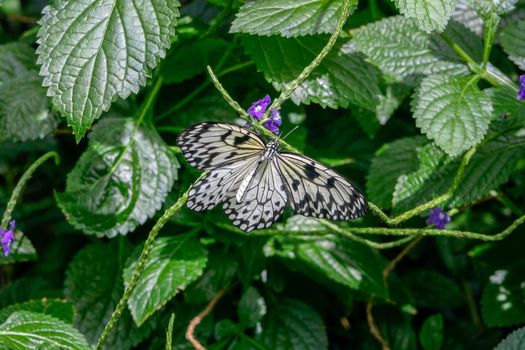 Rice Paper butterfly, Idea leuconoe, perched on a green leaf