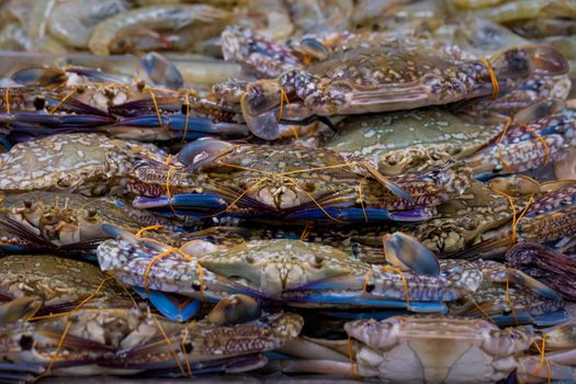 Pile of Blue Swimmer crabs, Portunus pelagicus, on display at a UK fishmongers shop