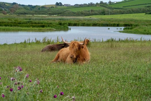 Highland cattle lying down in a field in Devon