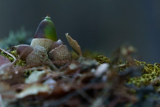 acorns on moss and dry leaves out of focus autumn landscape