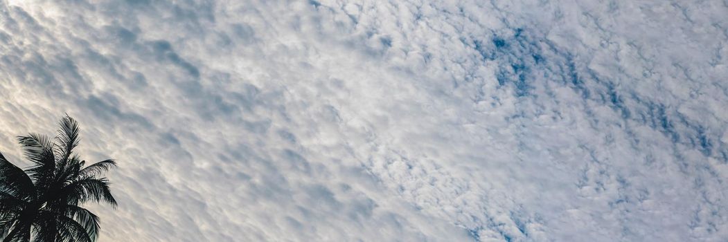 BANNER, LONG FORMAT Atmosphere panorama white cloud sky alone tropical palm tree background summer.