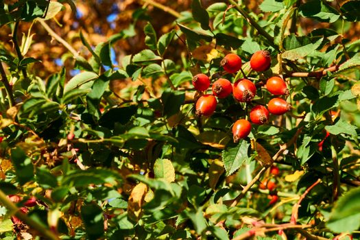 The fruit of a rose, especially a wild kind. Red healthy rose hips for tea and tincture, filled with vitamins and microelements. Red ripe bunch of autumn rose hips among greenery on a sunny day