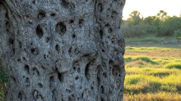 Olive tree trunk at sunset in autumn, background relief textured wood. High quality photo