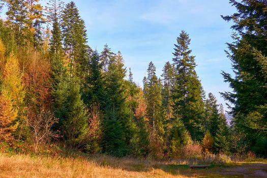 a large area covered chiefly with trees and undergrowth. Autumn colorful forest on a sunny day and blue sky