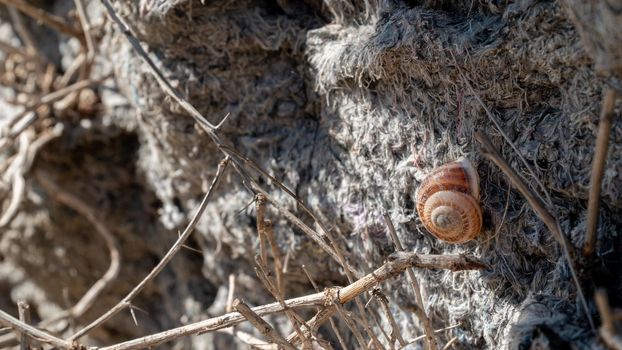 Snail on dried moss and dry branches close-up. High quality photo