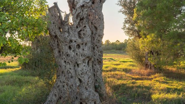 Dry embossed tree trunk in a field with sunset sunlight. High quality photo