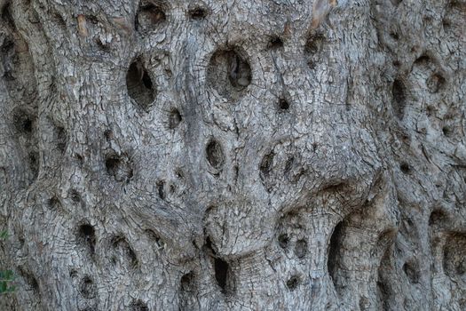 Background of embossed textured wood with holes, old olive tree. High quality photo