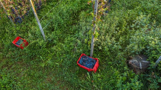 Grape harvesting in Arda Valley, Piacenza, Italy