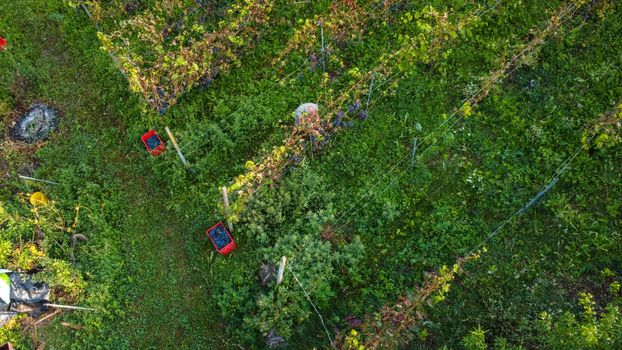 Grape harvesting in Arda Valley, Piacenza, Italy
