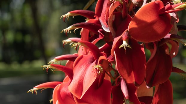 Close-up red flowers, floral background. High quality photo