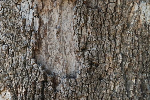 Close-up of tree bark, wooden background with texture. High quality photo