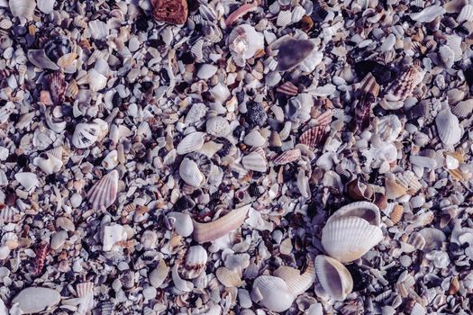 Close-up seashells on beach sand summer day. Abstract ocean background pattern collection.