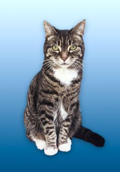 Beautiful female tabby cat, lovely adorable pet, studio portrait