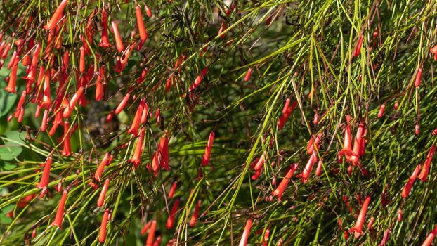 Background of greenery and red bell flowers. High quality photo