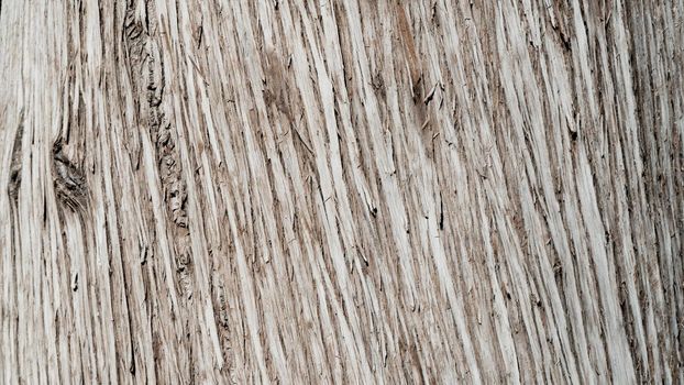 Tree bark texture, wood background with lines. High quality photo