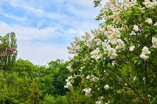 a Eurasian shrub or small tree of the olive family, that has fragrant violet, pink, or white blossoms and is widely. Large delicate bush of white fragrant lilac, forest park and blue sky.
