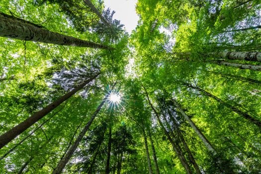 Tall trees and sun in forest viewed from bottom to top