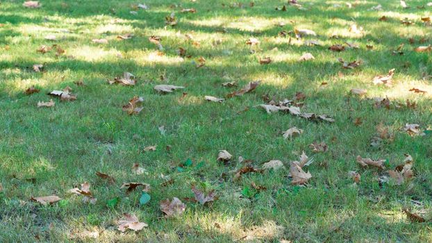 Fallen dry leaves on green grass, autumn season. High quality photo