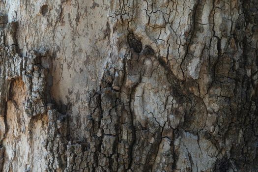 Tree bark background with relief and texture. High quality photo