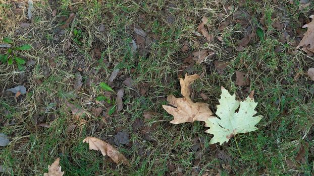 Dry maple leaf on the ground with grass, autumn season. High quality photo