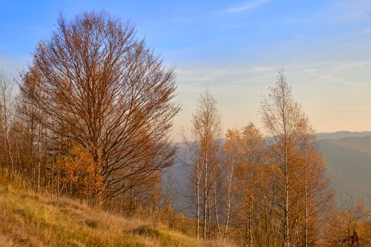 Autumn is one of the four temperate seasons. Outside the tropics, autumn marks the transition from summer to winter. Dominant orange color of autumn trees and blue distant sky