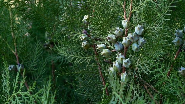 Leaves and cones of the coniferous tree thuja, plant background with space for inscription. High quality photo