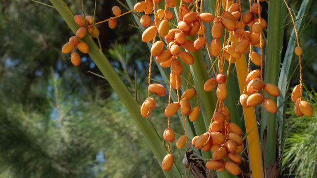 Dates on a palm tree, a bunch of fruit on a date palm. High quality photo