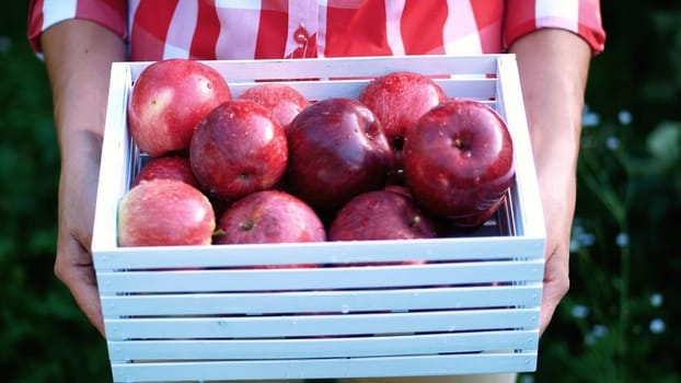 Woman hands holding a wooden box with freshly harvested ripe organic apples in sunshine light, on farm in orchard, on a sunny autumn day . Agriculture and gardening concept. Healthy nutrition. High quality photo