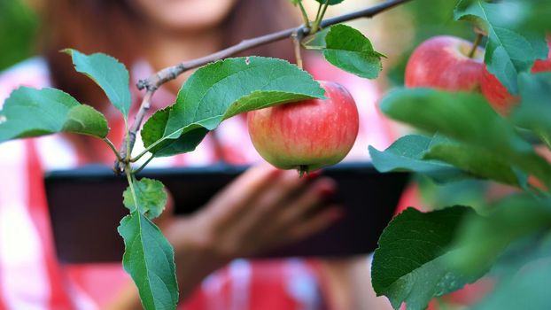 close-up, an apple is hanging on a branch, woman farmer or agronomist examines the harvest of apples, makes notes in the tablet. on farm, in garden. on sunny summer day. Agriculture and gardening concept. Healthy nutrition. High quality photo