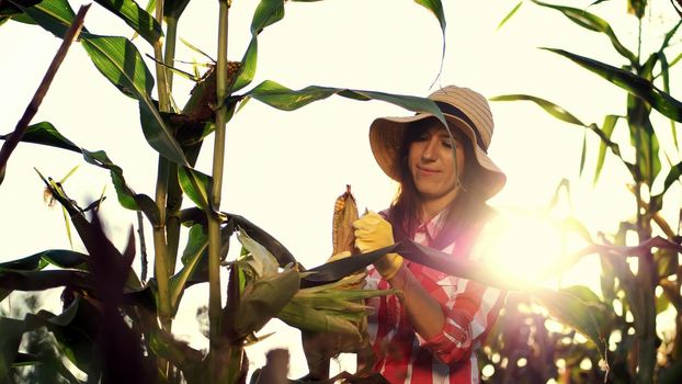 smiling female farmer in plaid shirt, gloves and hat inspecting corn cob, cleans corn from leaves, checks quality of corn at her field on sunny summer day. background of growing corn. High quality photo