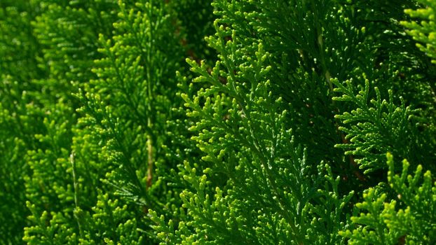 Green coniferous branches of thuja, plant background, cover. High quality photo