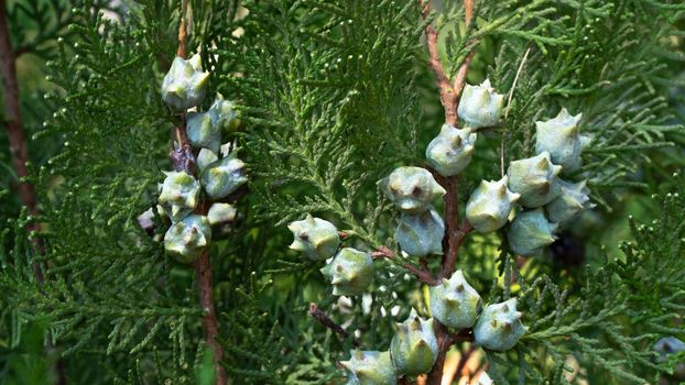 Fruits of the cone of the cypress coniferous tree thuja, plant background. High quality photo