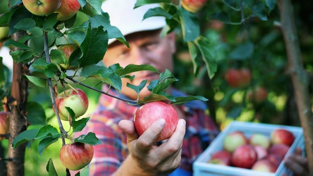 close-up, portrait of handsome male farmer or agronomist, picking apples on farm in orchard, on sunny autumn day. holding a wooden box with red apples, smiling. Agriculture and gardening concept. Healthy nutrition. High quality photo